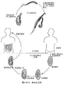 蛲虫检查视频,直观了解蛲虫感染检测过程