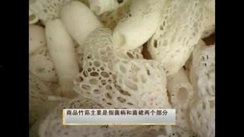 种植竹荪视频,从播种到收获的奇妙之旅