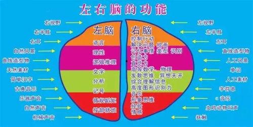 右脑开发教程及视频,探索视觉与直觉的奥秘教程概览