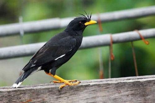 黑八哥说话视频,视频走红网络