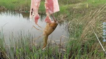 民间野钓视频,揭秘自然水域的垂钓魅力