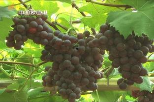 在线观看葡萄视频网站,在线观看葡萄视频网站带你领略葡萄魅力