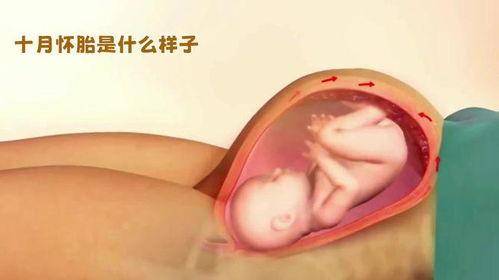 胎儿发育全过程视频,从受精到出生的神奇旅程