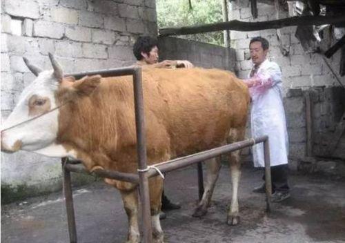 母牛生产的全过程视频,从受孕到分娩的奇妙旅程