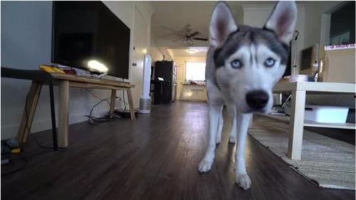 哈士奇交配视频