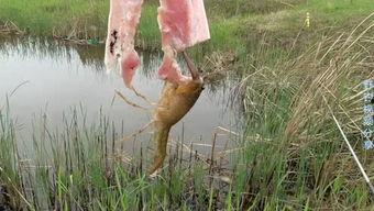 民间野钓视频,揭秘自然水域的垂钓魅力