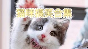 猫咪爆笑视频