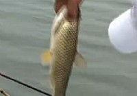 化绍新野钓鲫鱼视频,实战视频深度解析