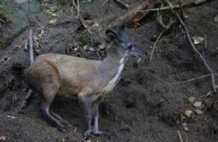 林麝养殖视频,从视频看生态养殖新篇章