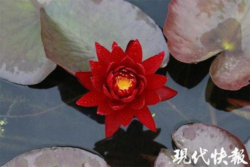 睡莲种植视频